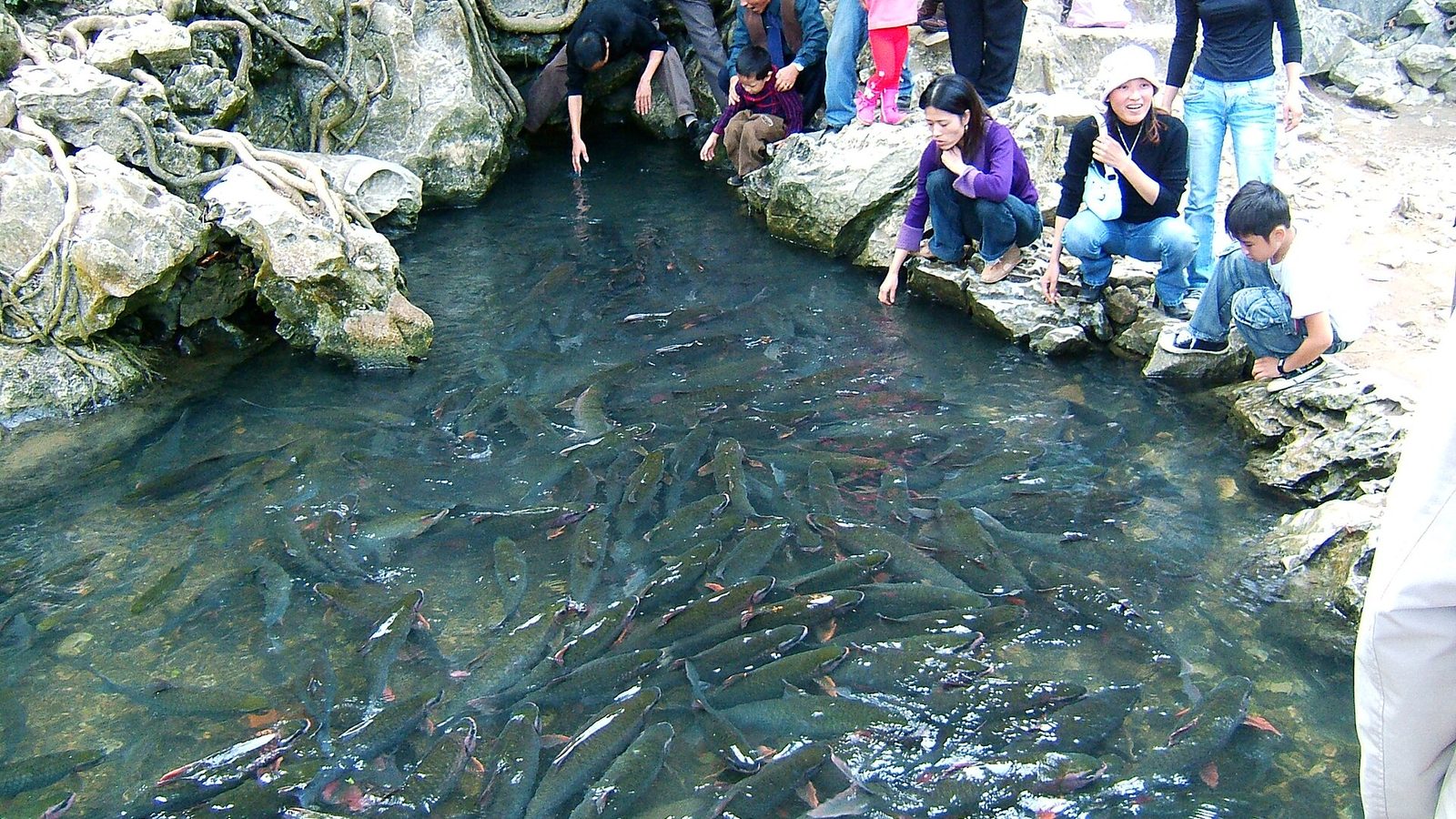 Suối cá thần Cẩm Lương — hàng nghìn con cá trong một dòng suối 100m