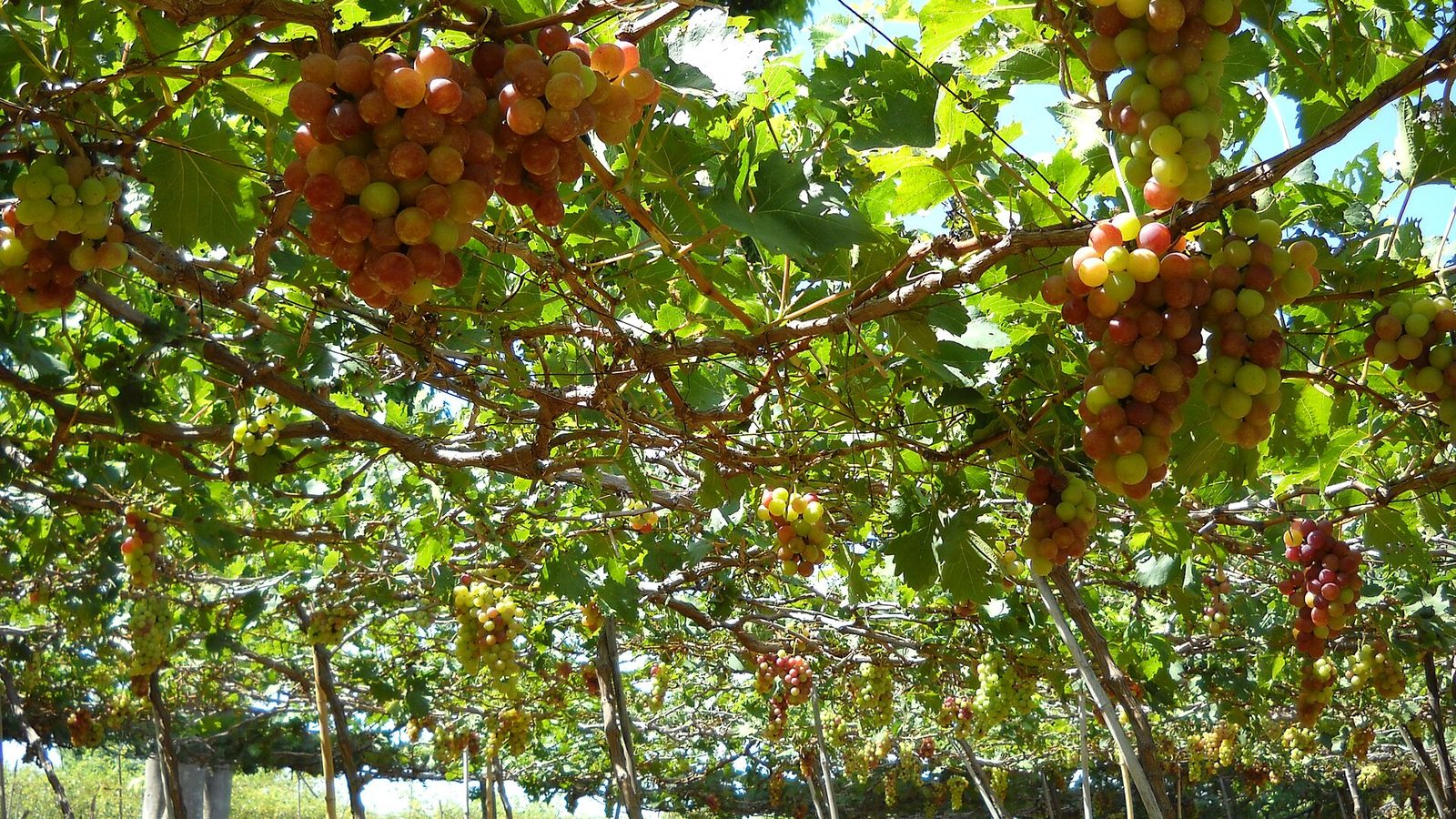Vườn nho Ninh Thuận — vào vườn miễn phí, mùa nho tháng 6–8