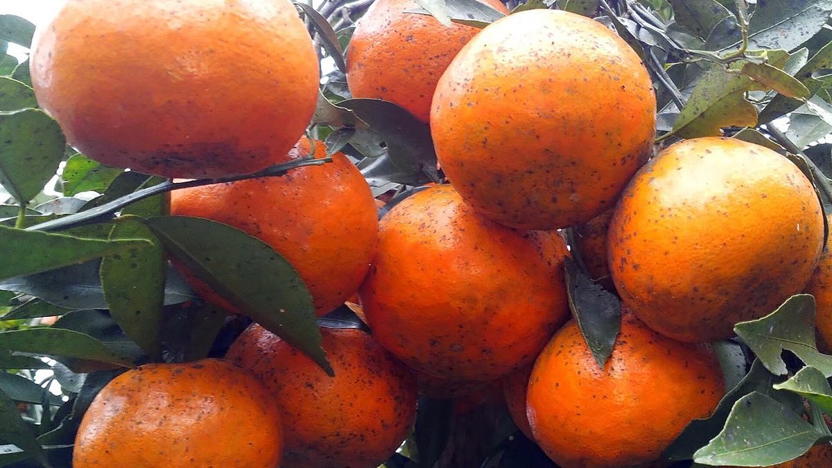Cam bù Hương Sơn