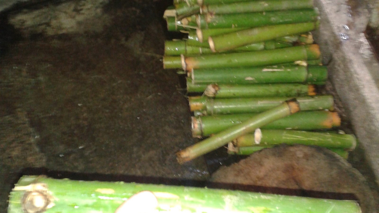 Cơm lam – gà nướng — cơm nấu trong ống nứa, gà kẹp tre nướng than